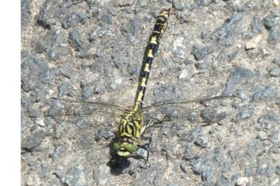 <i>Onychogomphus forcipatus</i>