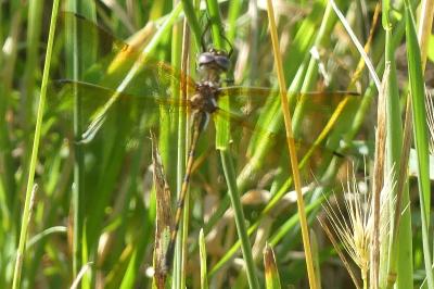 <i>Oxygastra curtisii</i>