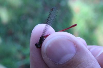<i>Ceriagrion tenellum</i>
