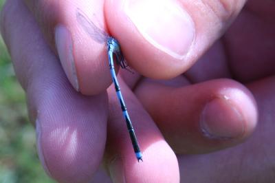<i>Erythromma lindenii</i>