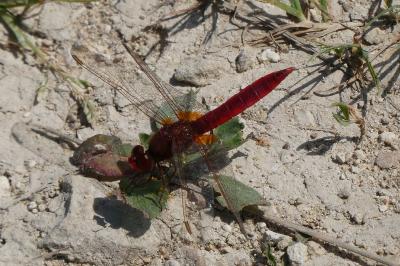 <i>Crocothemis erythraea</i>