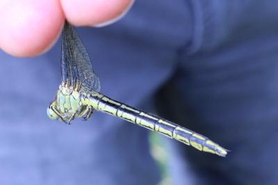 <i>Gomphus pulchellus</i>