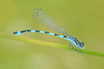 <i>Coenagrion mercuriale</i>