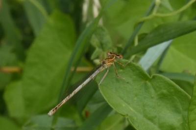 <i>Platycnemis pennipes</i>