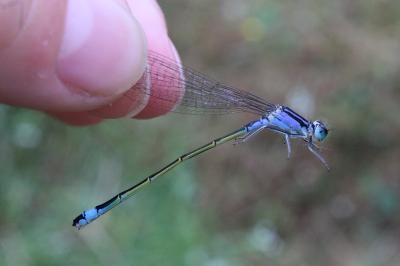 <i>Ischnura elegans</i>