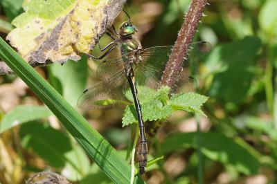 <i>Oxygastra curtisii</i>
