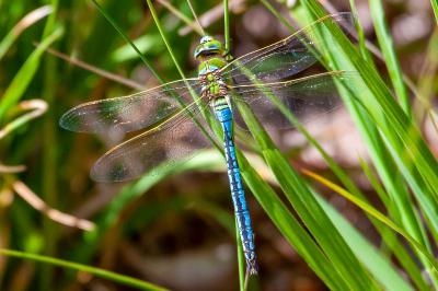 <i>Anax imperator</i>
