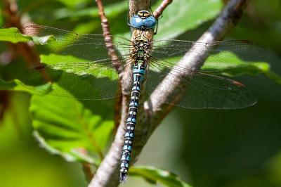 <i>Aeshna affinis</i>