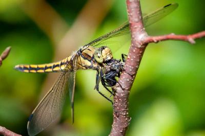 <i>Orthetrum cancellatum</i>