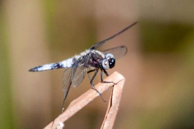 <i>Libellula fulva</i>