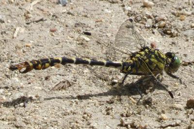<i>Onychogomphus forcipatus</i>