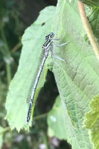 <i>Platycnemis pennipes</i>