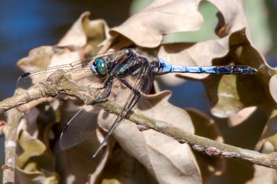 <i>Orthetrum albistylum</i>
