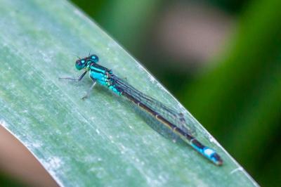 <i>Ischnura elegans</i>