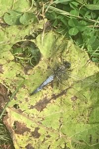 <i>Libellula fulva</i>