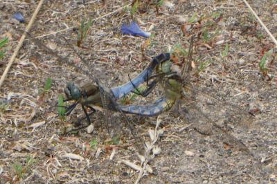<i>Orthetrum cancellatum</i>