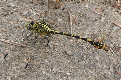 <i>Onychogomphus forcipatus</i>