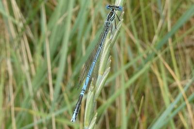 <i>Platycnemis pennipes</i>