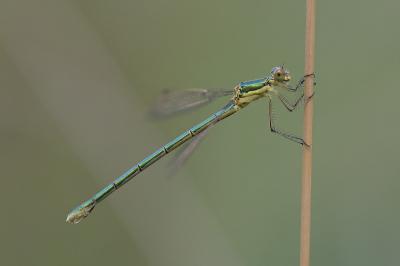 <i>Lestes virens</i>