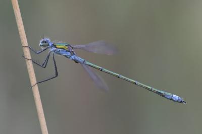 <i>Lestes dryas</i>