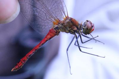 <i>Sympetrum sanguineum</i>
