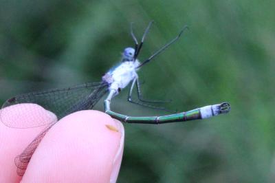 <i>Lestes sponsa</i>