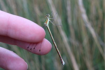 <i>Lestes virens</i>