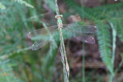 <i>Lestes barbarus</i>