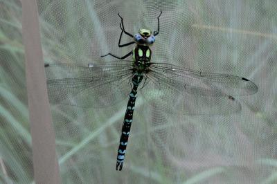 <i>Aeshna cyanea</i>