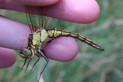 <i>Orthetrum cancellatum</i>