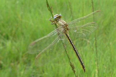 <i>Gomphus pulchellus</i>