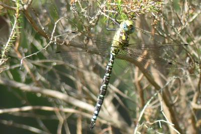 <i>Aeshna cyanea</i>