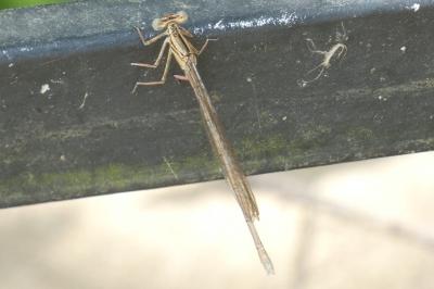 <i>Platycnemis pennipes</i>