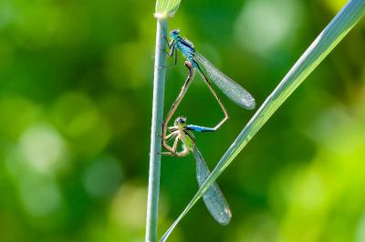 <i>Ischnura elegans</i>