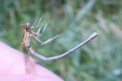 <i>Platycnemis pennipes</i>