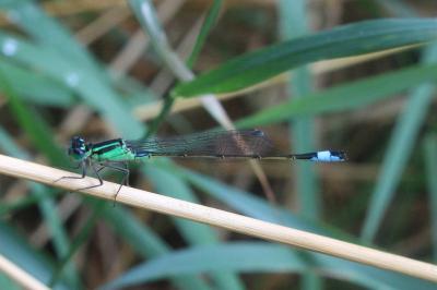 <i>Ischnura elegans</i>