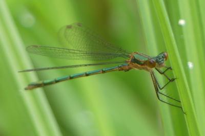 <i>Lestes sponsa</i>
