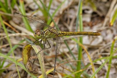 <i>Sympetrum meridionale</i>