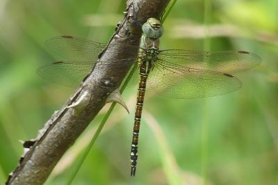 <i>Aeshna affinis</i>