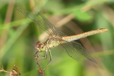 <i>Sympetrum meridionale</i>