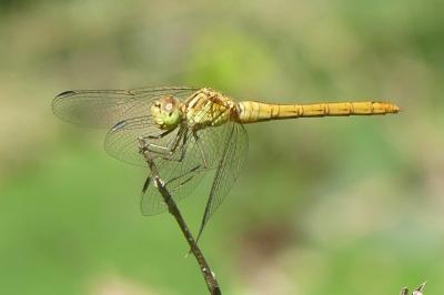 <i>Sympetrum meridionale</i>