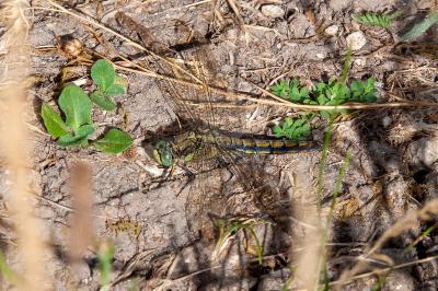 <i>Orthetrum cancellatum</i>