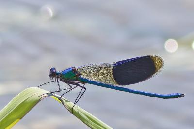 <i>Calopteryx splendens</i>