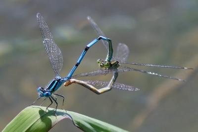 <i>Erythromma lindenii</i>