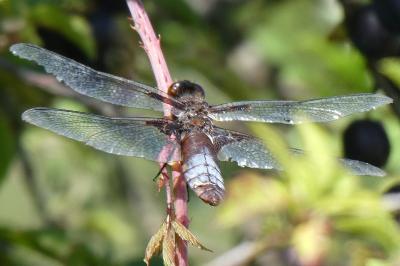 <i>Libellula depressa</i>