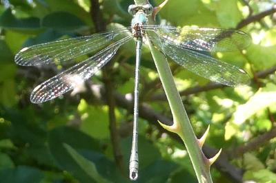 <i>Chalcolestes viridis</i>