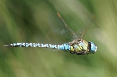 <i>Aeshna affinis</i>
