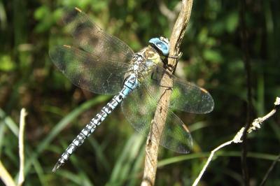<i>Aeshna affinis</i>