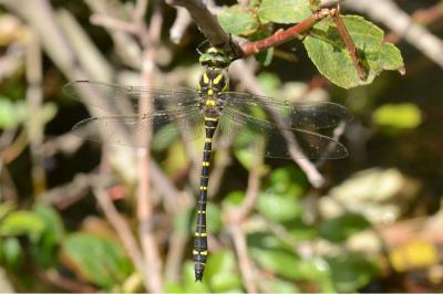 <i>Cordulegaster boltonii</i>