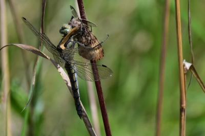 <i>Orthetrum cancellatum</i>